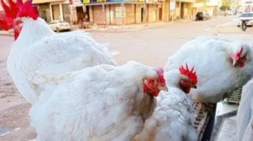 سعر جديد.. الفراخ البلدي في الأقصر اليوم السبت 130 جنيهًا